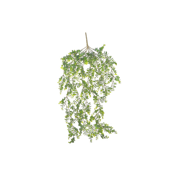 Eucalytus Hanging Bush