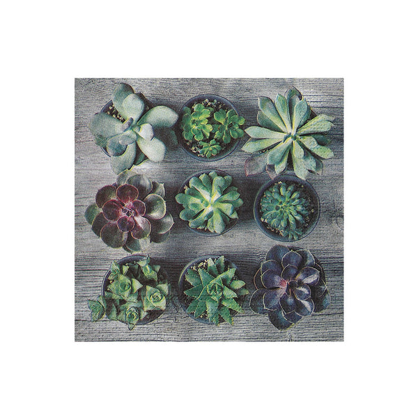 20 Pack Luncheon 3 Ply Napkin (Potted Succulents) - Set of 6