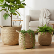 Set of 3 Round Natural Seagrass Planters with Handles for Easy Mobility