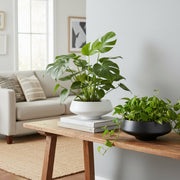 Assorted 6" Vesta Ceramic Planters with Modern Design - Set of 2