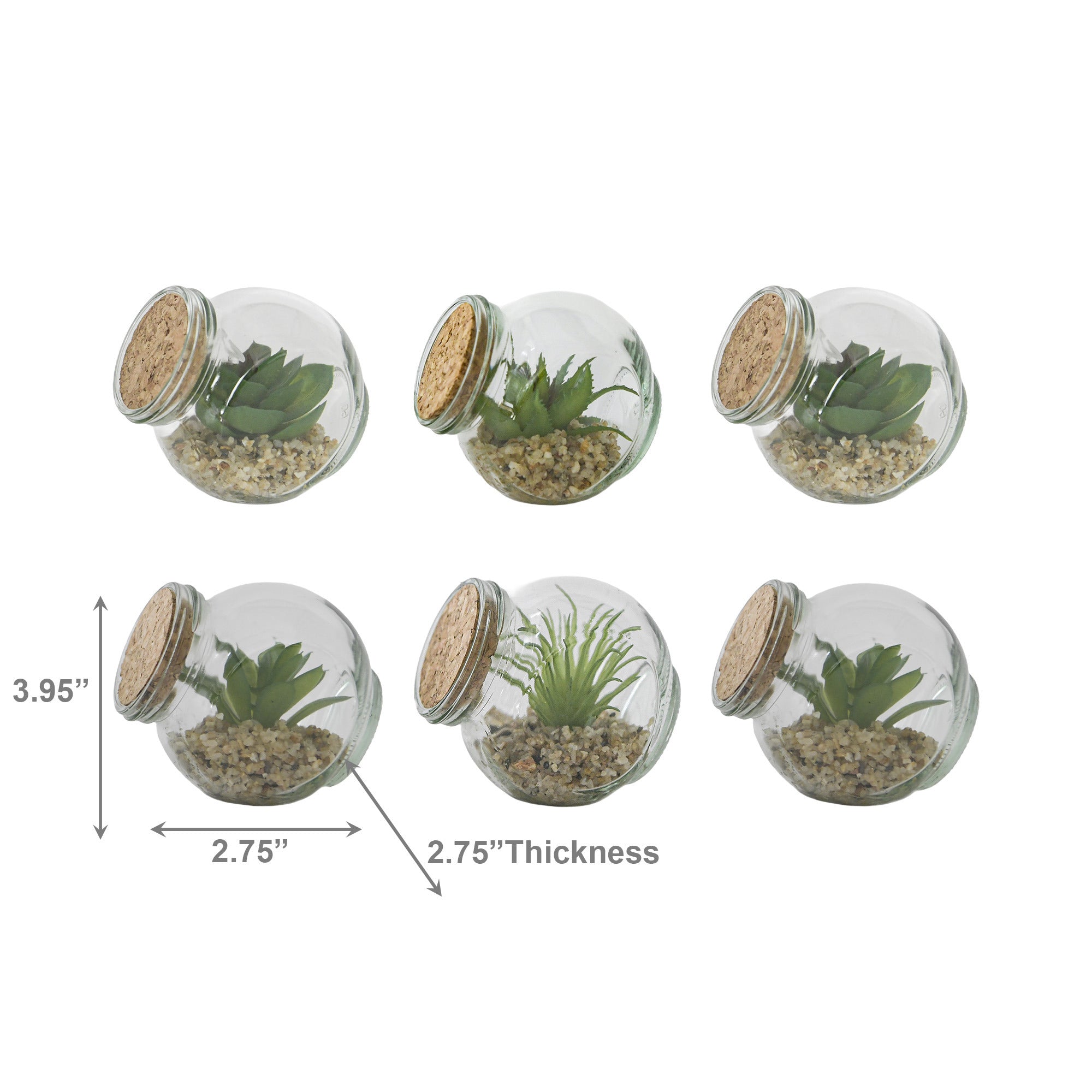 Succulent in Glass Vase with Cork Lid – Assorted Styles - Set of 6