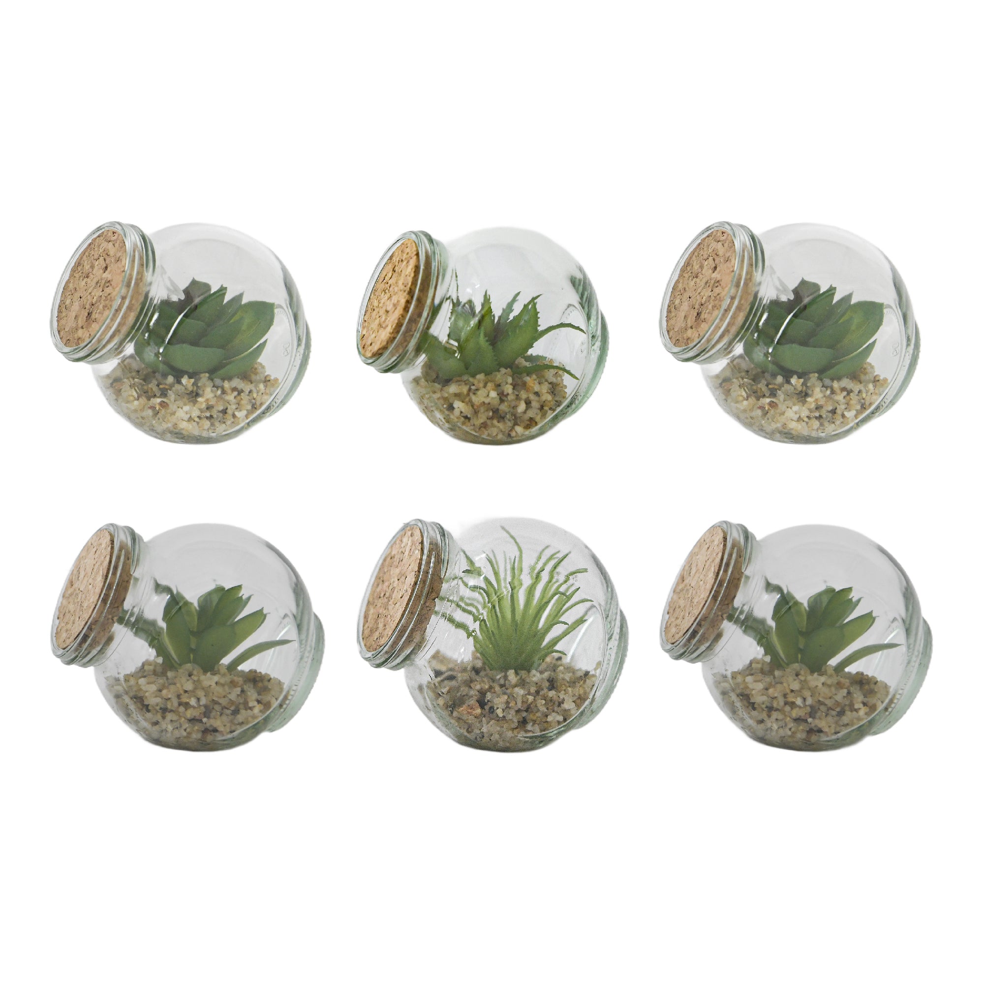 Succulent in Glass Vase with Cork Lid – Assorted Styles - Set of 6