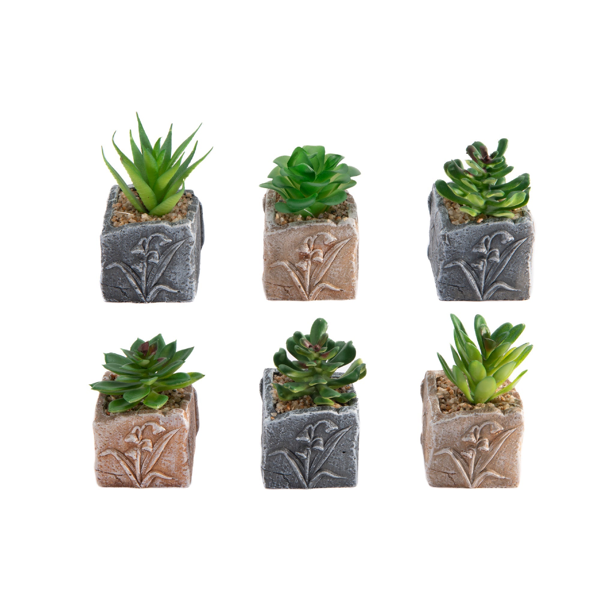 Succulent in Floral Cement Pot – Assorted Designs - Set of 6
