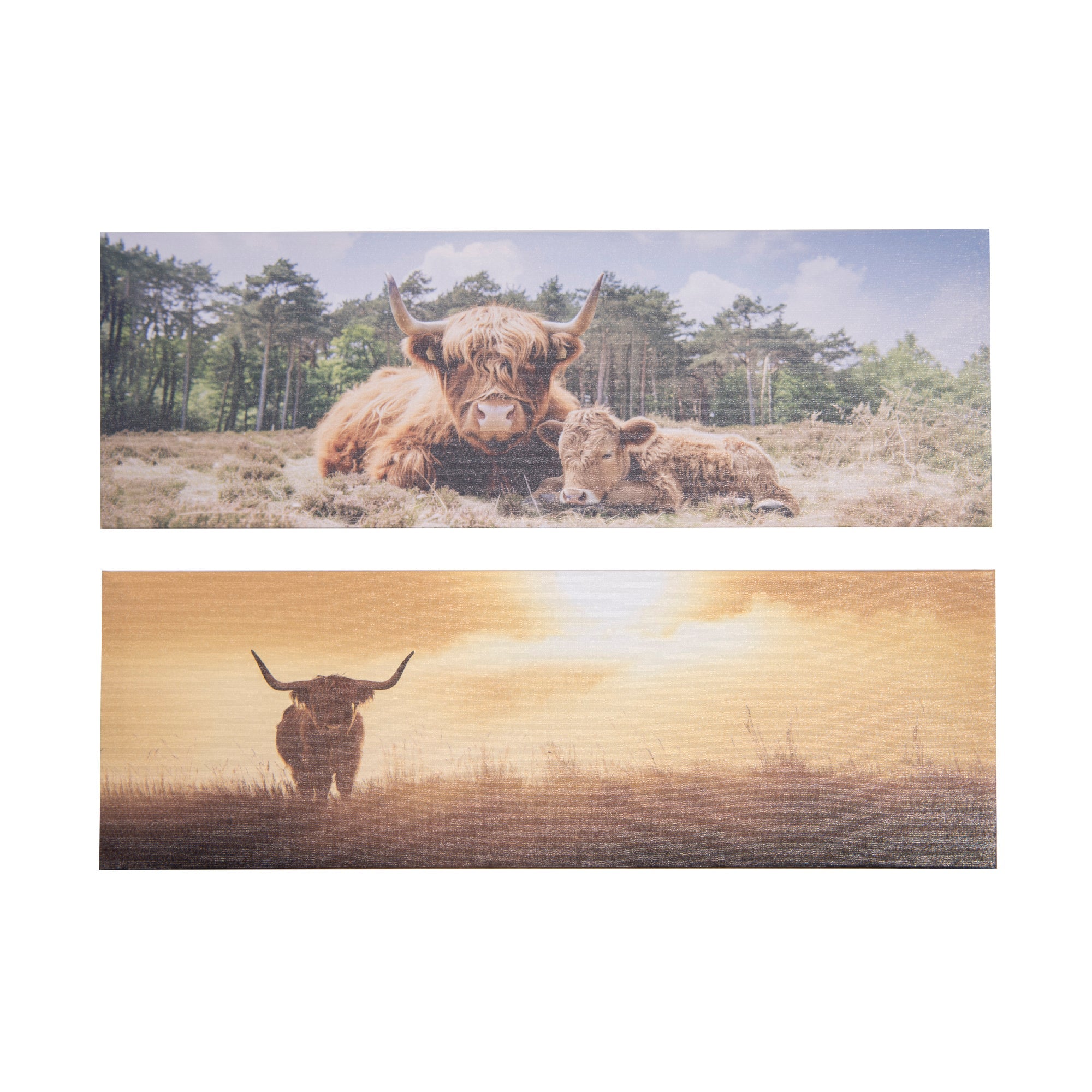 Highland Cattle Canvas Wall Art – Assorted Designs - Set of 2