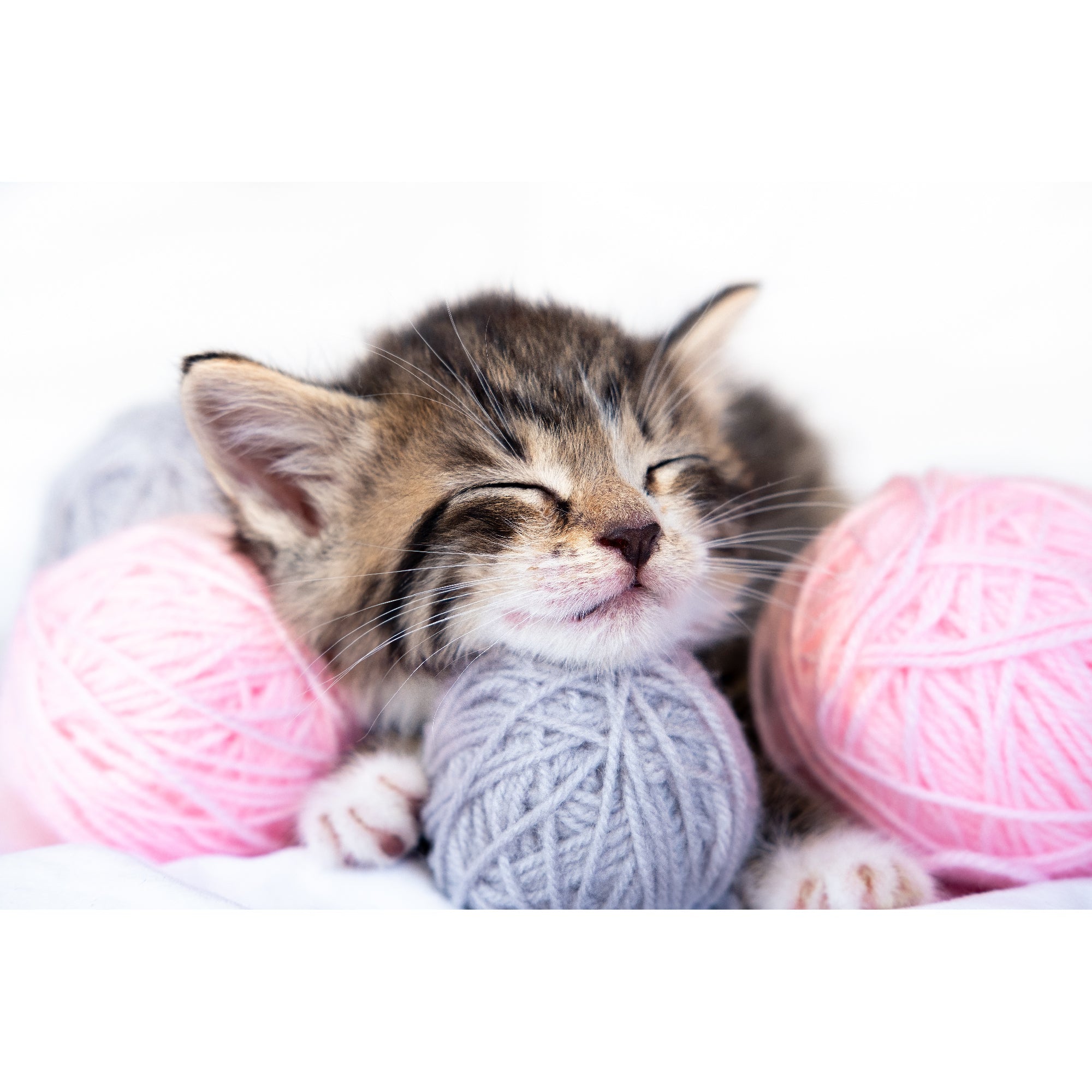 Kitten with Yarn Illustrated Plastic Placemat - Set of 12
