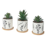 Artificial Succulent In Ceramic Pot Assorted Set Of 2, Artificial Succulent Plant Set Of 2, Ceramic Pot Decor