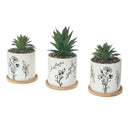 Artificial Succulent In Ceramic Pot Assorted - Set of 2