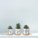 Artificial Succulent In Ceramic Pot Assorted - Set of 2