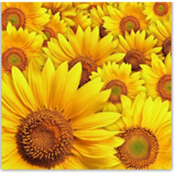 20 Pack Luncheon 3 Ply Napkin Sunflower - Set of 6