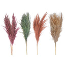 3 Pcs Pampas Grass In Poly Sleave Assorted 30"-32" - Set of 4