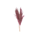 3 Pcs Pampas Grass In Poly Sleave Assorted 30"-32" - Set of 4