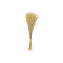 Dried Havana Grass Bouquet In Paper Wrap Assorted - Set of 3