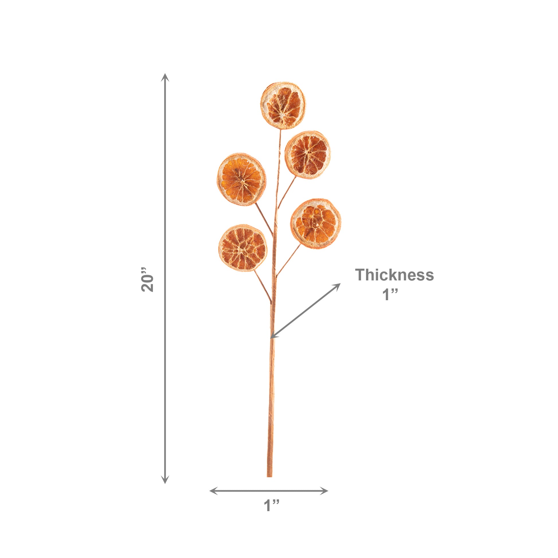 Natural Dried Orange Pick, Holiday Decor- Set of 6
