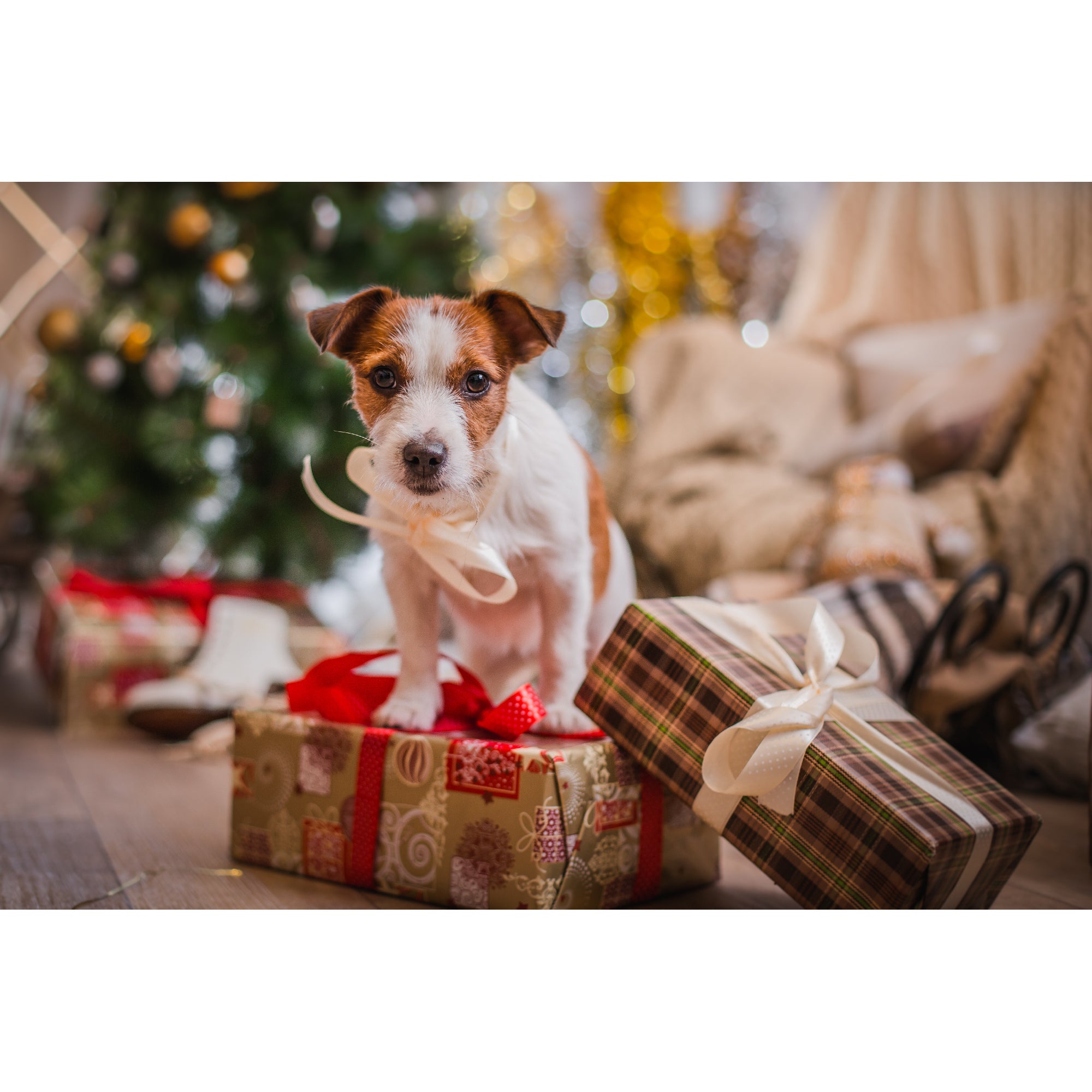 Plastic Placemat Dog and Gifts, Placemat, Holiday Decor- Set of 12