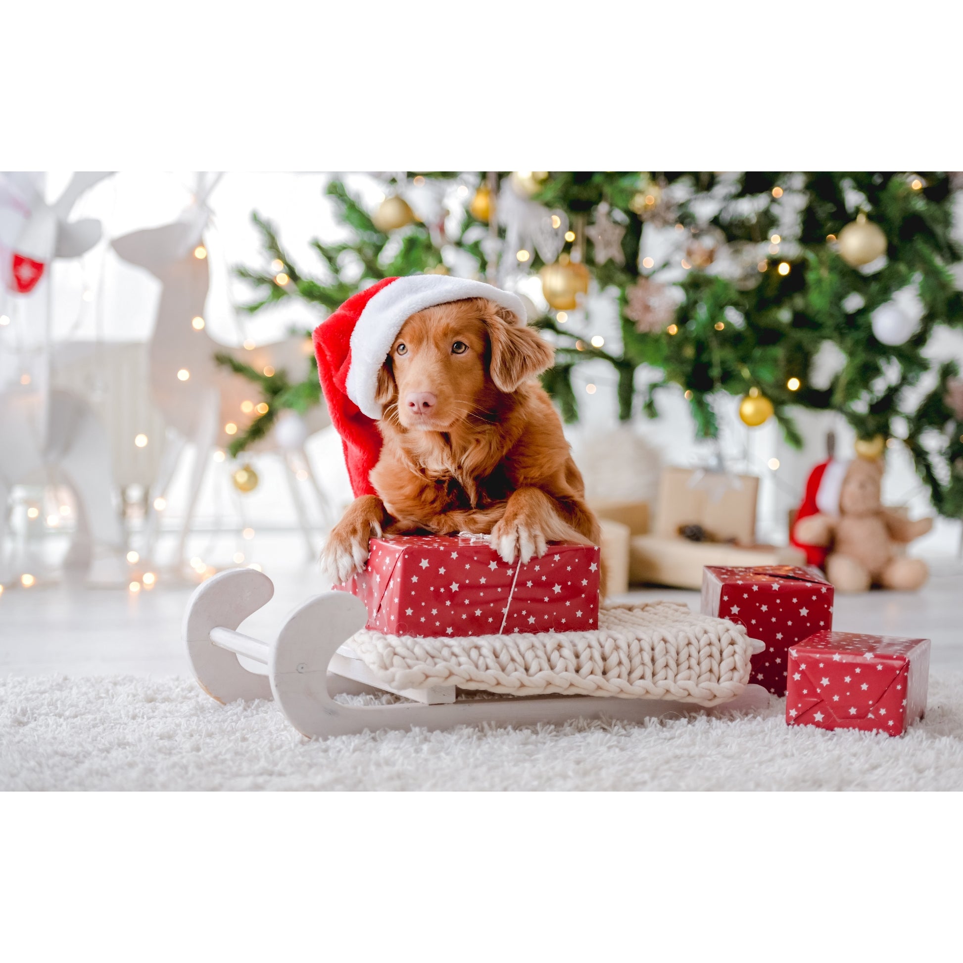 Plastic Placemat Dog with Santa Hat, Christmas, Placemat, Holiday Decor- Set of 12