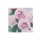 20 Pack Luncheon 3 Ply Napkin Peonies - Set of 6